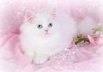 HD-wallpaper-cashmere-white-persian-kitten-cats-blue-eyes-beautiful-white-kitten-soft-animals.jpg