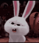 bunny-what.gif