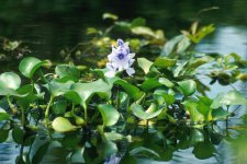 1280px-Water_hyacinth.jpg