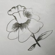 Nachu