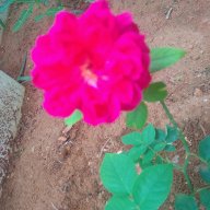 Saranyakumar