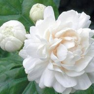 Blossom
