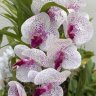 dewdrops